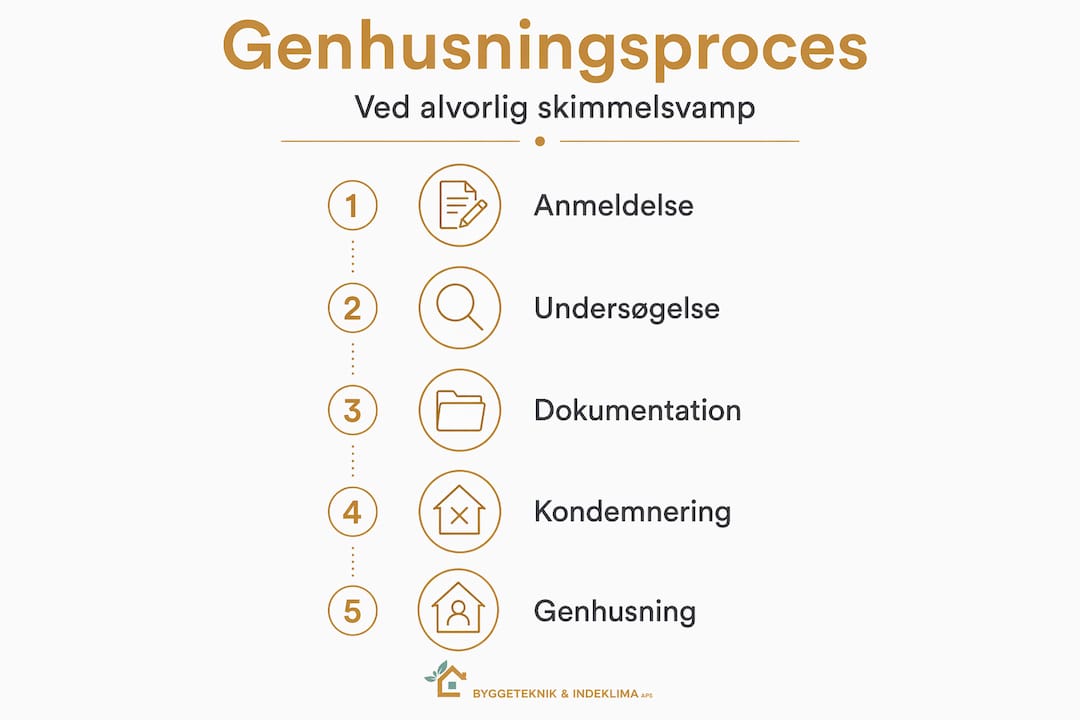 Infografik: Sådan foregår genhusning efter skimmelsvamp