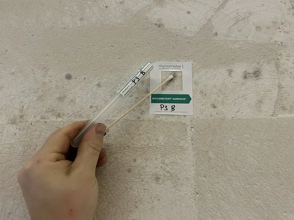Skimmelsvamp test